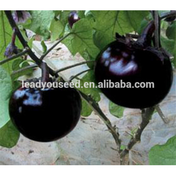 ME16 Heime black glossy skin round eggplant seeds for open air
